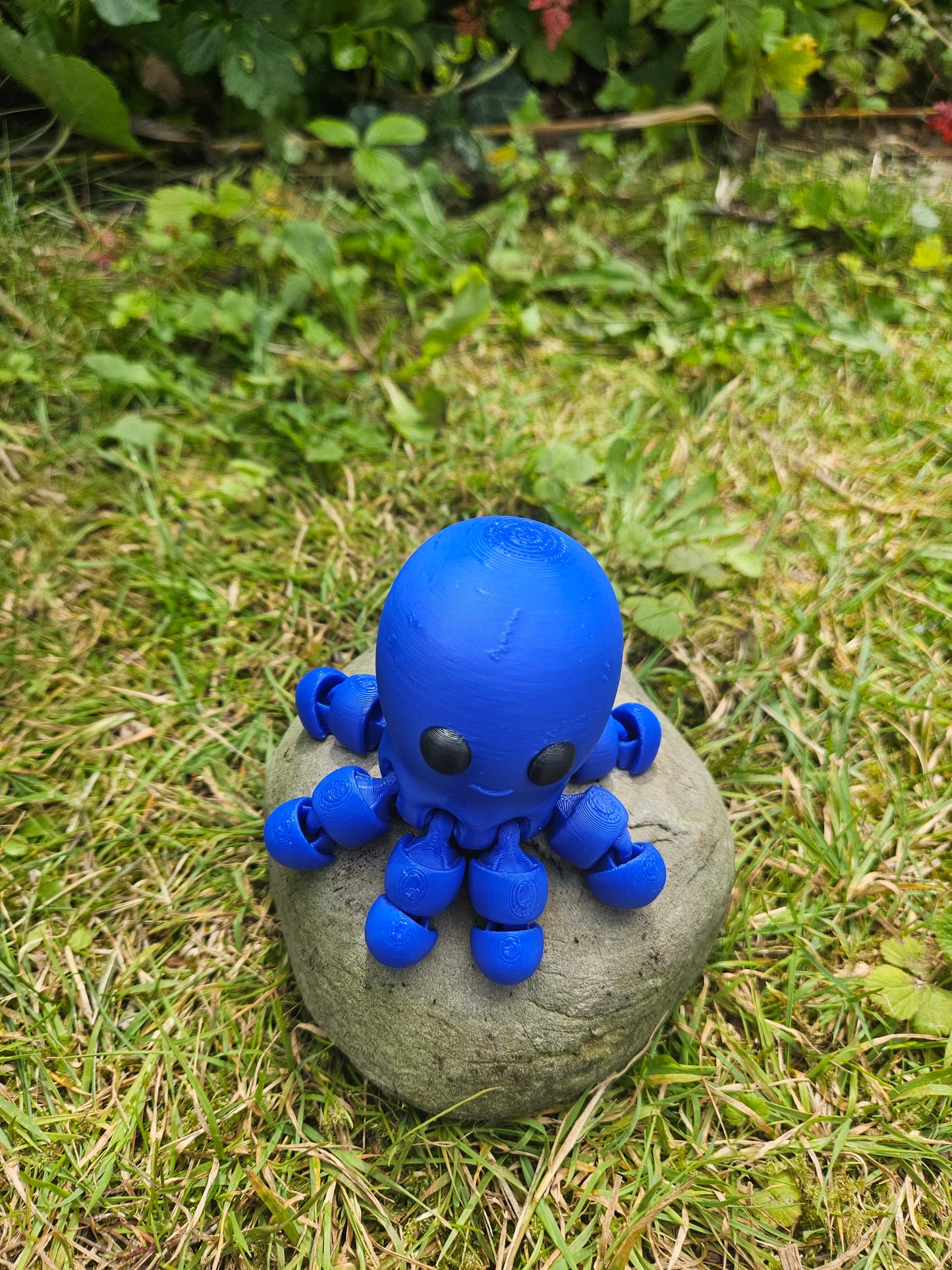 Baby Oktopus