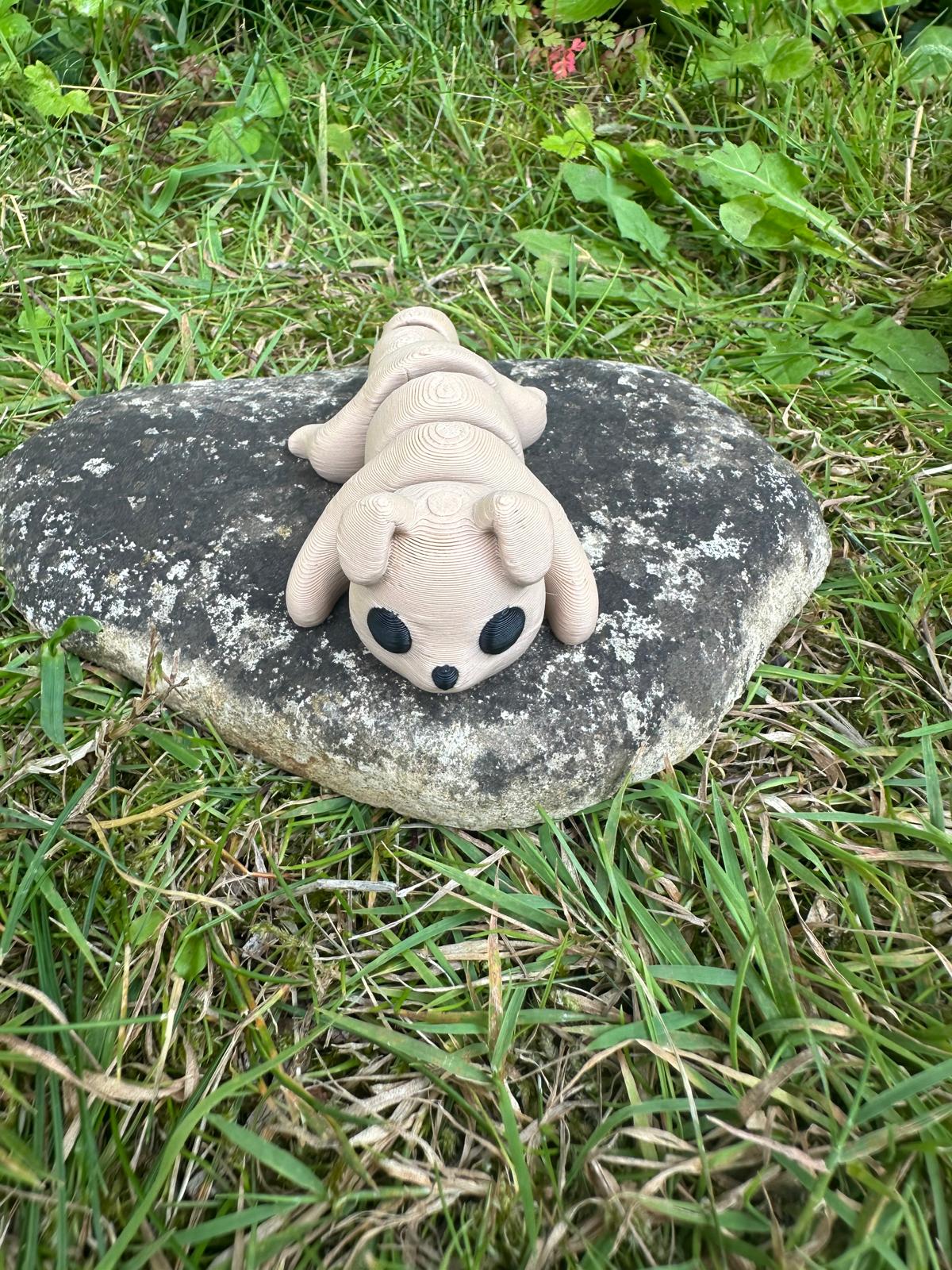 Baby Hund