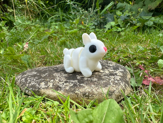 Baby Hase